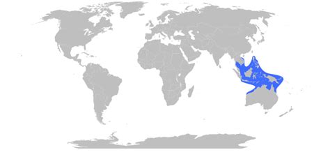 box jellyfish distribution|chironex fleckeri habitat.